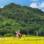 [2025 강화별밤야행-이벤트] 9/5 6확정 강화풍물시장 밴댕이 해바라기축제 버스당일여행 : 착한여행6952
