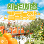 제주 최남단체험감귤농장 / 제주도 서귀포 이색 동물농장 귤따기 청귤 모노레일 관광 : 브이패스