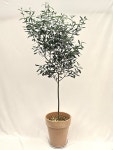열매달린 올리브 나무 외목대 관엽식물 반려식물 키우기 플랜트메이트 : Plantmate