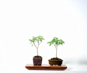 느티나무분재 미니분재키우기 : 온쉼표가든