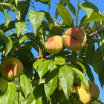 국내산 납작복숭아 500g 고당도 도넛복숭아 거반도 납작이 : 김씨언니마켓