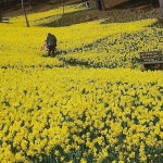 [구근] 토종수선화 5개 세트 : 모야모가든센터