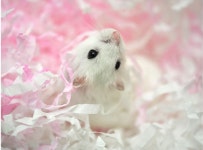 햄스터 해동지 종이 배딩 집 꾸미기 : 민세시몰