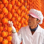 상주곶감 반건시곶감 가정용실속형 : 상주으뜸농원곶감