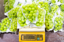 샤인머스켓 2kg,4kg 고당도 프리미엄 망고포도 아이들간식 추석명절 선물세트 (진아농장 직판) : 진아네농장
