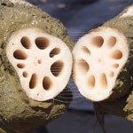 국내산 햇 연근 밀양 대구 암연근 제철 연뿌리 산지직송 : 가람농산물