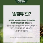 오스틴제약 송침49% 홍화51% 쎈 홍화송침유 500mg x120캡슐 x3박스 : 라이프메딕스