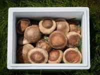 농장직판 송화버섯 고기버섯 송고버섯 채식비건 파지 알뜰형 고급형 선물세트 버섯왕국 : 버섯왕국