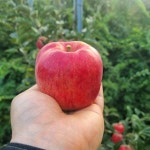 복복상회 강원도 홍로사과 햇사과 2키로 2kg 소과 중과 중대과 선택 가정용특상 : 복복상회