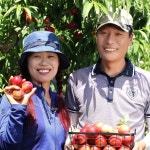 은희복숭아 딱딱이복숭아 말랑이 백도 황도 3kg : 별빛촌농장