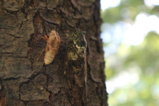 [세종- 6인] 12월 어린이 세종 숲체험 교실_원수산 달메뜰근린공원 : 모뽀리포레