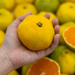 [진주청과시장ㅣ한소쿠리] 달콤하고 새콤한 고당도 밀감 귤 5kg : 진주 한소쿠리