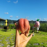 은희복숭아 딱딱이복숭아 말랑이 백도 황도 3kg : 별빛촌농장