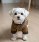 펫바디랩 애견의류 밍크 패딩 헤링본, 다그크라운, XL : 펫박스