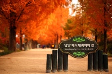 부산 울산 출발 담양 죽녹원 메타세콰이아 순창 강천산 코레일 기차 여행 가을 단풍 축제 : 코레일 기차 top드림투어