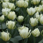 [2026 오늘의 정원] 튤립 화이트밸리 (0141) 구근5개 : 오늘 의정원