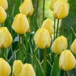 [오늘의 정원] 튤립 얍그루트 (0061) 구근5개 : 오늘 의정원