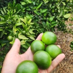 제주 햇 청귤 풋귤 산지직송 2kg 3kg 5kg 10kg 국내산 여름귤 체절 : 평대돌담농장