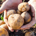 25년 제주도 햇 감자 왕특 수미 대지마 : 농장이필요해
