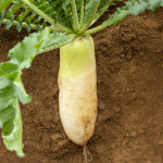 산지플러스 싱싱한 무 전남 햇 무우 3kg : 산지플러스