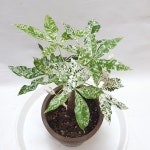 파키라 밀키웨이 산반무늬 최상급 오래묵음 테라코타 토분식재 동일품 사진속상품발송 공룡 : 공룡꽃식물원