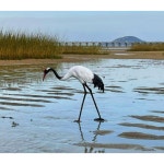 학 조형물 장식품 조경 모형 두루미 카페 백로 정원 인테리어 저수지 철제 크레인A-1(51cm) : 이랑이랑상점