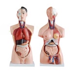 해부학 모형 내부 모델 몸통 심장 장기 분리형 남성 몸통 85cm : 오터치