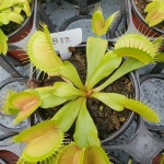 파리지옥 비오이 B52 큰 트랩 식충식물 키우기 조직배양묘 : 식충식물해마루농원