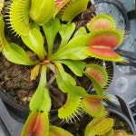 파리지옥 비오이 B52 큰 트랩 식충식물 키우기 조직배양묘 : 식충식물해마루농원