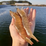 국산 제철 프리미엄 왕새우 1kg 생새우 대하철 흰다리새우 추석선물 에코수산 : 에코수산 왕새우