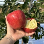 26년 9월에 만나요) 초홍 사과 GAP 저탄소 인증 사과 명장이 재배한 국내 육성 초홍사과 3kg 5kg : 수줍은 태산농원