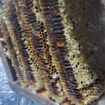 강원도 홍천 100%천연 토종꿀 1.2kg 늘봄농원 천연목청벌집그대로 석청벌집그대로 : 아침이슬 봉장 꿀벌의 일상