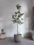 빈코 구아바나무 공기정화식물 인테리어식물 플랜테리어 개업화분 : Beanco Studio
