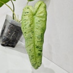 필로덴드론 파라이소베르디 바리에가타 : 맘애맘