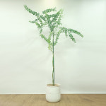 공기정화식물 둥근잎아카시아 부산 양산 김해 대형 인테리어 개업 화분 선물 : 수경꽃화원