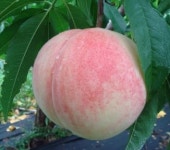 복숭아 대조도 묘목 : 제일묘목농원