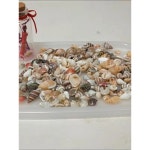 천연 진조개 소라 미니 자개 장식 핸드메이드 DIY 액자 수납함 어항 조경 낱개 250 300개 초소라 백조개 : 플러피미피