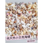 천연 진조개 소라 미니 자개 장식 핸드메이드 DIY 액자 수납함 어항 조경 낱개 250 300개 초소라 백조개 : 플러피미피
