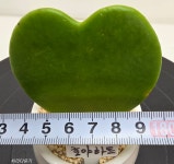 하트호야 다육식물 반려식물 아프리카식물 힐링 : 처리다유기