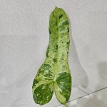 필로덴드론 파라이소베르디 바리에가타 : 맘애맘