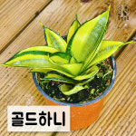 [풀멍상점] 골드하니 (10cm) 소품 / 공기정화. 초보추천. 실내인테리어 / 선별발송 분채배송/ 방수라벨 이름표포함-농장직배 : 풀멍상점