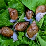 금와,백와달팽이 2~4cm 내외(아프리카왕달팽이) : 참좋은굼벵이 곤충농장