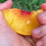 충북 영동 황도 대향금 엘바트 양홍장  반말랑이 복숭아 : 삼육오푸릇