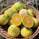 [추석선물세트] 제주 황금향 하우스귤 선물세트 : 지니-팜