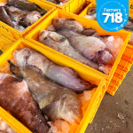 동해안 당일조업 활 곰치 2kg 제철 손질 생물 물곰치 물메기 물텀벙이 매운탕 곰치국 : 파머스 718