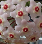 호야 첼시  양재꽃시장 우성농원 Hoya chelsea : 최강플랜트