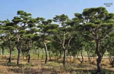 소나무, 이팝나무 목대 판매 : Natural tree