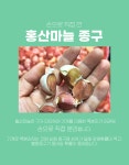 홍산마늘종구 씨앗 손질 마늘종구 2025년 채종 영천 모종 종자 씨 구근 500g (약 100쪽) : 슬기로운농약사