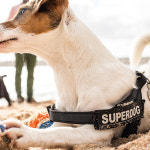 [1,000 SHOP] 줄리어스 K9 패치 (소진시까지) : 빅독