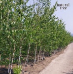 자작나무 판매 : Natural tree